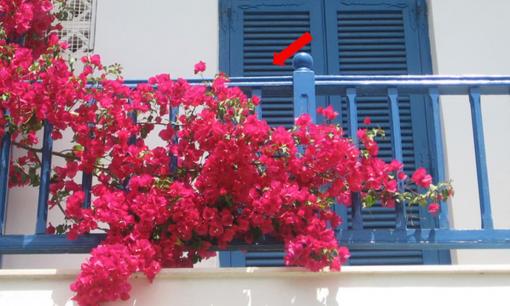 Trồng hoa giấy ở ban công suốt 2 năm, tôi hối hận vì không biết điều này sớm hơn 