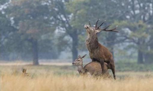 Vì sao động vật phải đợi động dục, còn con người có thể mang thai bất cứ lúc nào? Lý do khiến bạn bất ngờ