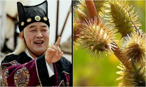 Lý do gây sốc của thái giám khi để quả ké đầu ngựa trong đế giày trong lúc phục vụ Hoàng đế và các phi tần