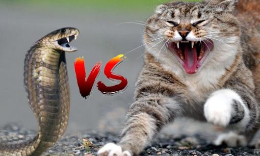 Vì sao mèo không hề sợ rắn? Gặp là tấn công