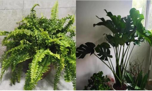 Bật mí 3 loại hoa lý tưởng cho nhà tắm: Đẹp mắt, dễ chăm và khử mùi tuyệt vời