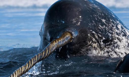 Loài sinh vật có răng quý hơn vàng! Một chiếc răng từng được bán với giá cao tới 10.000 bảng Anh