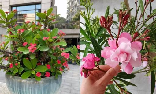 4 loại hoa rất 'phiền phức', nhiều người nên bỏ đi càng sớm càng tốt!