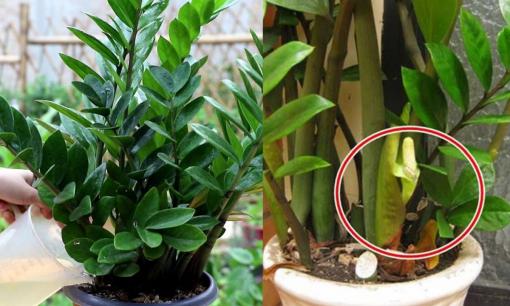 Tưới cây kim tiền thế nào để luôn xanh tốt, lá bóng mượt và không lo úng rễ?