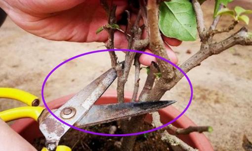 Cắt tỉa 3 loại hoa này đúng cách vào mùa đông, hoa sẽ nở tưng bừng vào năm sau