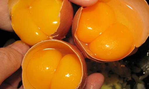 Ăn trứng gà 2 lòng đỏ hên hay xui? Hãy xem chuyên gia giải đáp