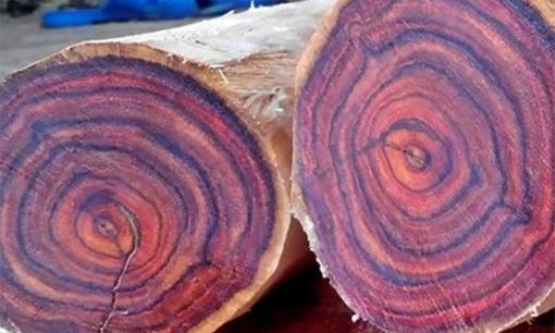 Loại gỗ quý như ngọc, có khả năng đổi màu được phát hiện tại Việt Nam, thuộc top thế giới về độ cứng và độ bền, hơn 120 triệu/m3