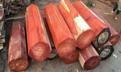 Gỗ đắt nhất thế giới có lõi chảy ra 'vàng lỏng', Việt Nam chỉ có khoảng 3000 cây, đó là? 