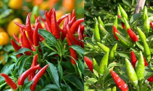 Lão nông tiết lộ mẹo trồng ớt 'đỉnh của chóp' khiến ớt sai quả trĩu cành với cách làm đơn giản