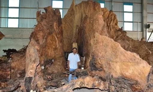 Gốc cây  600-700 năm tuổi được trả 35 tỷ đồng nhưng gia chủ không bán, vì sao? 