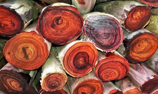 Ngôi làng sở hữu 30 cây gỗ quý nhất Việt Nam: Rộng 1000m2, được bảo vệ bởi một hủ tục tâm linh