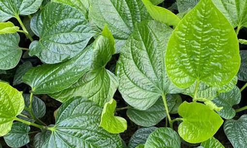 Công dụng chữa bệnh của lá lốt, hóa ra thứ mọi người hay để cuốn chả lại tuyệt vời đến vậy