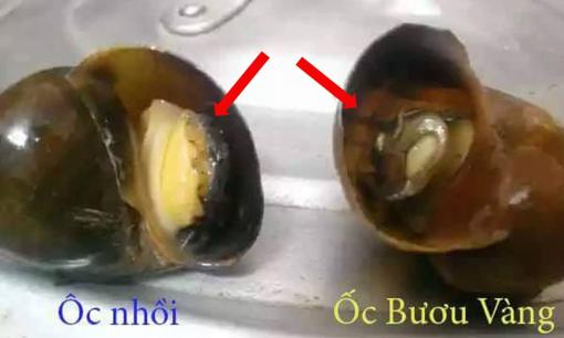 Phân biệt ốc bươu vàng và ốc nhồi, nhìn vào điểm này để không bị người bán 'đánh lừa'