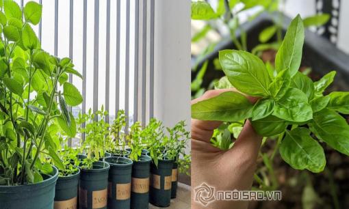 Học cách trồng rau thơm tại ban công 2 mét vuông, nhàn tênh mà thu hoạch đều đặn