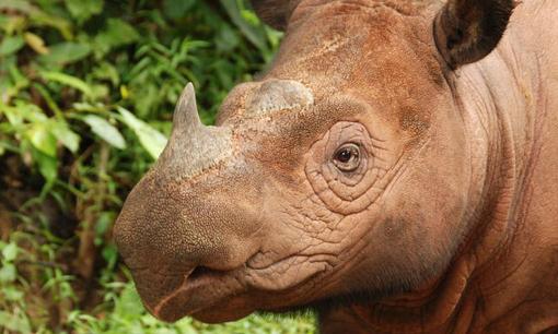 Loài động vật cực kỳ quý hiếm đã tuyệt chủng tại Việt Nam, trên đầu sở hữu một thứ đắt hơn cả kim cương hay vàng