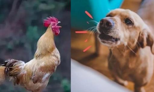 Cổ nhân chỉ dạy: 'Ba tiếng con vật kêu, tai hoạ đang ập đến', đó là tiếng những con vật nào?