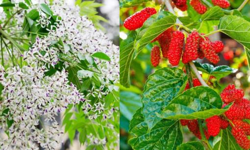 'Năm cây ma' không trồng ở nhà là năm loại cây nào? Tránh trồng để khỏi hối tiếc về sau