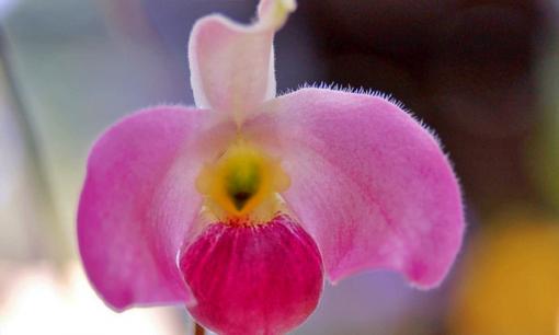 Loài hoa lan độc nhất vô nhị trên thế giới, sở hữu 'núi tiền' cũng không mua nổi, chỉ Việt Nam mới có