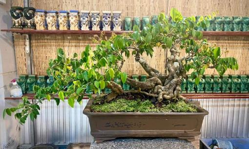 Trồng cây này cuối năm 2024 để sang năm 2025 giàu có: Cây dễ trồng, hút tài hút lộc, tiền bạc và may mắn đua nhau kéo về