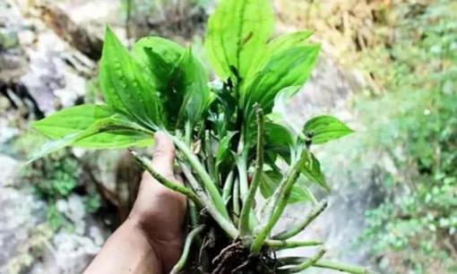 Loại cây mọc đầy Việt Nam, ai cũng ngó lơ nhưng nước ngoài lại săn lùng giá hơn nửa triệu/kg