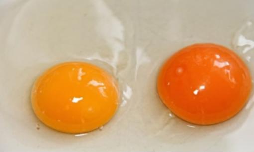 Lòng đỏ trứng gà màu đậm có bổ dưỡng hơn không? Rất nhiều người đã hiểu sai