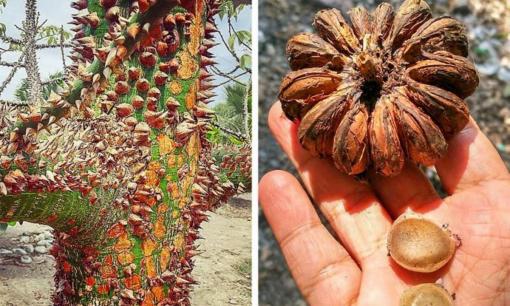 Loại quả nguy hiểm ngang ngửa với trái bom, chất độc có thể khiến người ta mù mắt