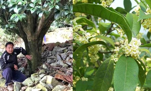 Loài cây được trồng nhiều ở Việt Nam mà các đại gia sẵn sàng trả bạc tỷ, gán thêm ô tô sang để mua