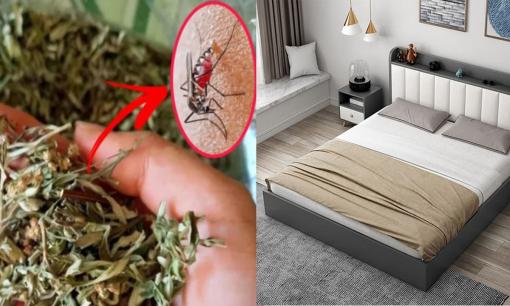 Tại sao nhiều người treo túi lá ngải cứu ở đầu giường? Sự thật khiến bạn bất ngờ