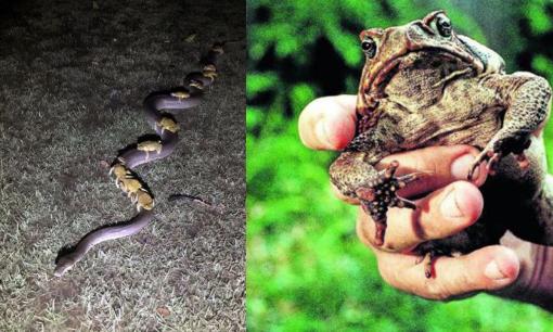 Cóc mía điên cuồng đến mức nào? Cưỡi trăn theo đàn và đầu độc cả chó, cá sấu cũng không dám ăn thịt