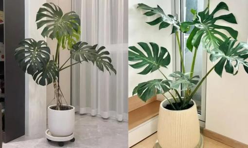 “Một cây trong phòng khách sẽ mang lại chín trên mười của cải”: Không hề mê tín mà hãy nhanh tay trồng 3 loại cây trong phòng khách
