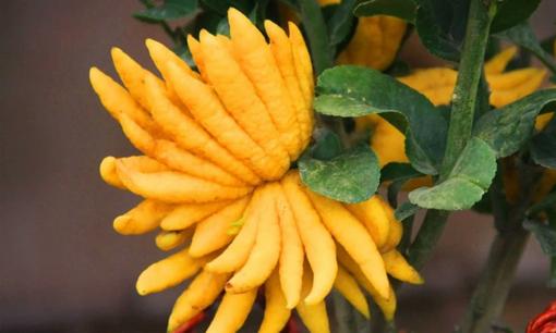 Cổ nhân dạy: 'Nhà có cây phú quý, tiền tài lăn vào cửa', cây phú quý ở đây là cây gì?