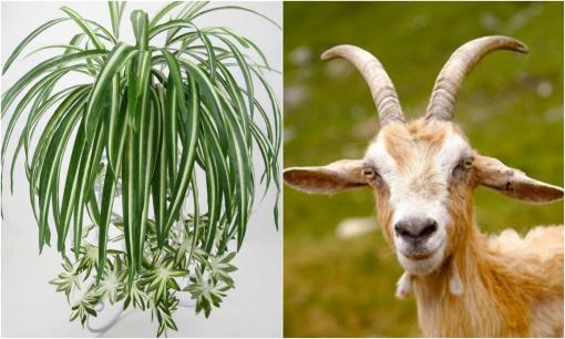 Người thuộc 2 mệnh này trồng cỏ lan chi sẽ đắc tài đắc lộc, sự nghiệp lên như diều gặp gió