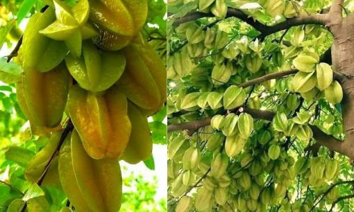 Trồng cây khế chua hay ngọt sẽ giúp thu hút tài lộc theo phong thủy?