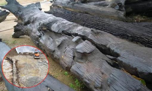 Máy xúc đào trúng cây gỗ tỏa hương ngào ngạt, là gỗ gì mà được định giá hơn 349 tỷ đồng?