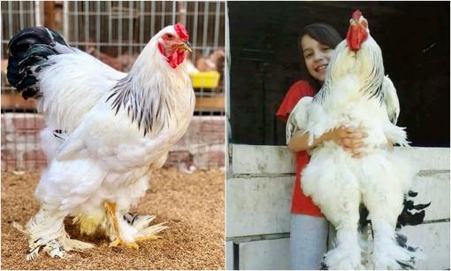 Ngỡ ngàng với loài gà cao tới 1,2 mét, lớn tới mức không thể hầm trong nồi! Nuôi một con có thể 'ăn cả năm', giá chục triệu một con