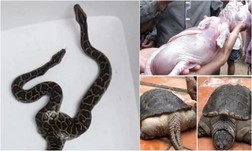 Việt Nam từng xuất hiện loạt 'dị thú' độc nhất vô nhị khiến thế giới sởn da gà, nhìn con cuối cùng ai cũng bị ám ảnh