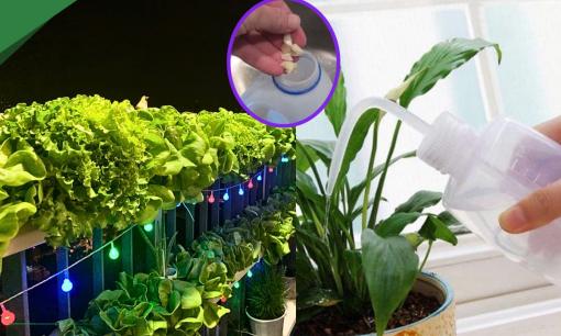 Chỉ với một thao tác nhỏ vùi thứ này vào gốc cây, cây phát triển tốt tươi không cần chăm sóc cầu kỳ