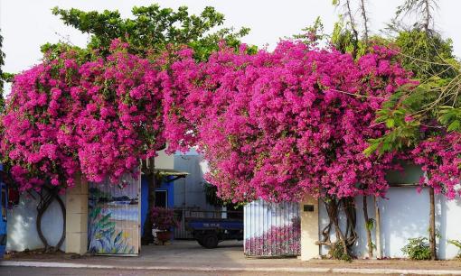 4 bước đơn giản để cây hoa giấy nở bung kín khắp cành, thu hút tài lộc cho gia đình đón Tết