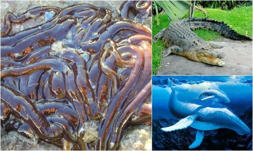 Khám phá top 10 loài động vật dài nhất thế giới: Bất ngờ với quán quân dài tới 55 mét!