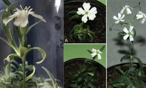 Các nhà khoa học hồi sinh hạt giống từ 30.000 năm trước! Phải đến khi cây nở hoa, chúng ta mới phát hiện ra sự khác biệt so với thời hiện đại