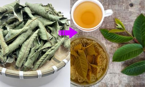 4 loại lá mọc đầy vườn, phơi khô trị  bách bệnh, nhiều người không biết vứt đi uổng quá