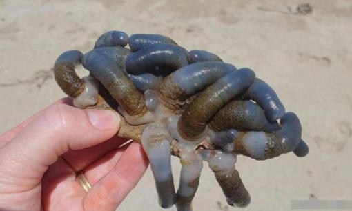 'Người ngoài hành tinh' màu xanh được phát hiện trên bãi biển Australia? Các nhà khoa học cho rằng đây là điều chưa từng có