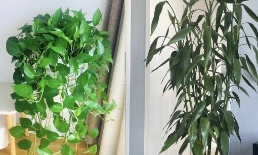 Người siêng năng trồng 5 loại hoa càng được tưới nhiều nước sẽ càng thịnh vượng!