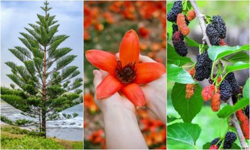 Các cụ dặn dò: 'Cây âm trước nhà dương người của lao đao', cây âm là gì? Tại sao lại nói như vậy?