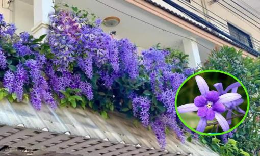 Thần Tài 'gửi lộc' không ngừng nghỉ nếu trong nhà có loại cây này, trồng trước cổng không chỉ đẹp mà còn thịnh vượng