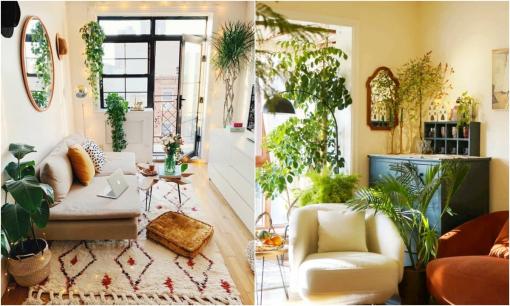 Các cụ mách bảo: 'Phòng khách đặt cây thịnh vượng, vàng bạc theo về nhà', đó là cây gì?