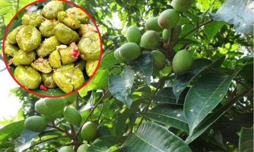 Từ quả dại chẳng ai thèm hái đến đặc sản giá 170.000 đồng/kg, vừa giải độc rượu vừa chữa ho, ai ai cũng săn lùng