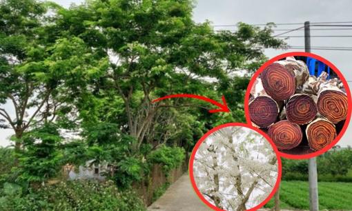 Rừng gỗ quý hơn vàng được trồng ở Hà Nội, dân xem như báu vật nên lắp camera, chia nhau canh giữ