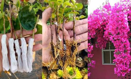 Giâm cành hoa giấy chưa bao giờ dễ thế, chỉ 7 ngày là bén rễ, không tốn tiền mua cây giống mới