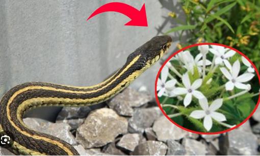 Cảnh báo về 4 loại cây 'dụ  rắn' vào nhà, nhổ bỏ ngay kẻo hối không kịp